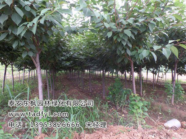 櫻花樹