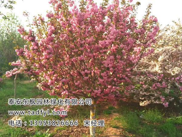 櫻花樹(shù)