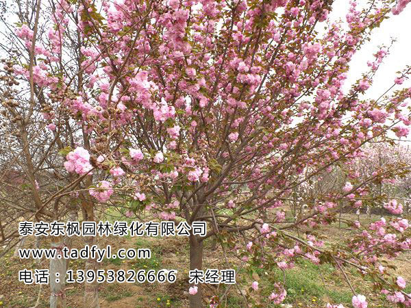 櫻花樹