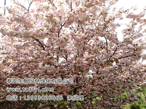 櫻花
