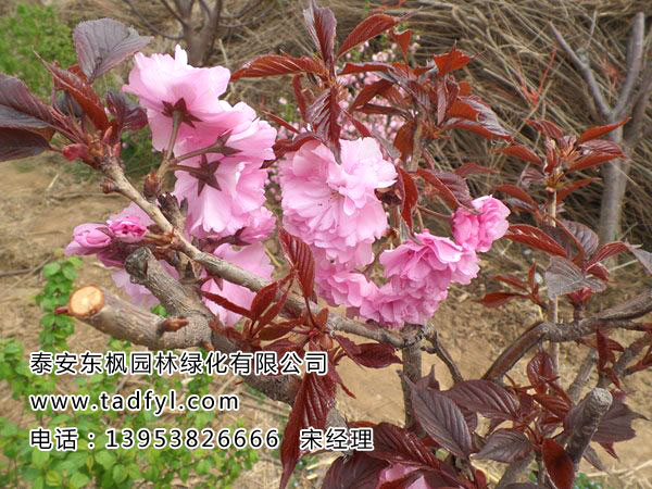 紅葉櫻花