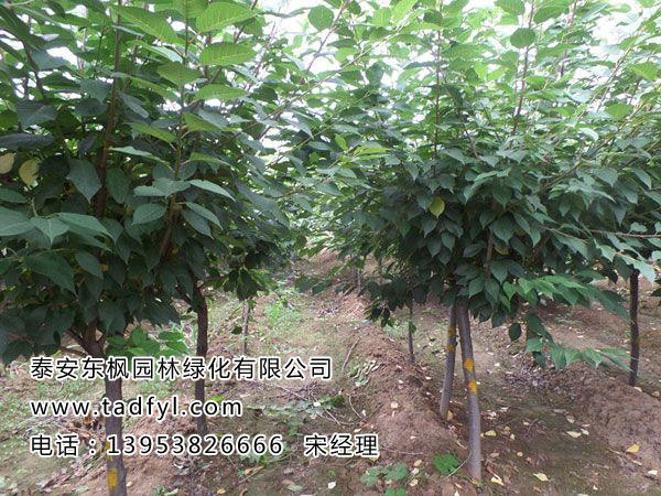 高桿櫻花