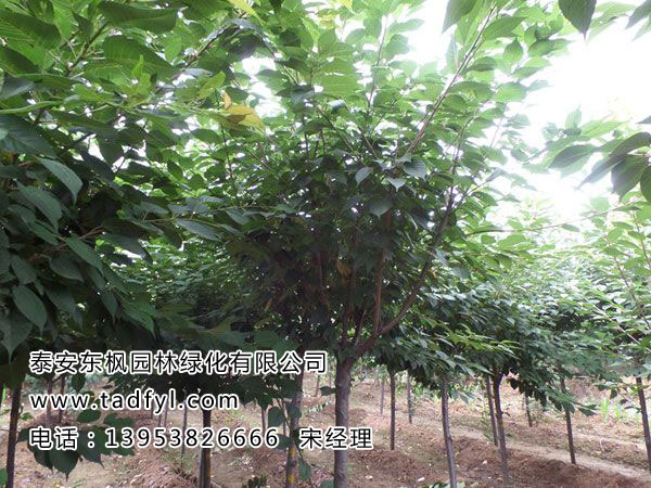 高桿櫻花