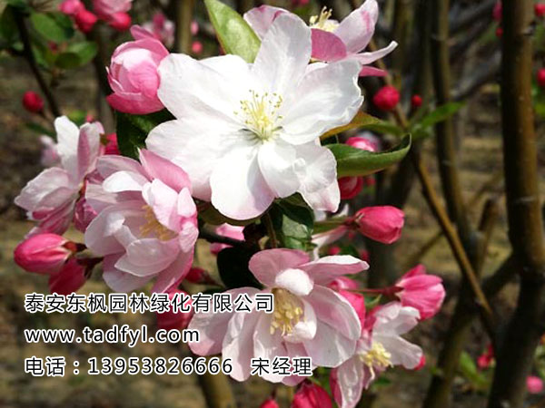 西府海棠