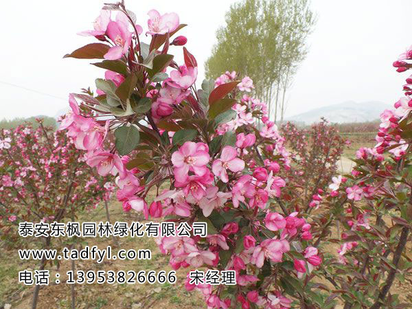 高原之火海棠
