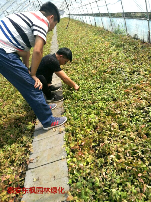 夏日來臨，當你吹空調(diào)喊熱的時候，讓我?guī)阋黄鹱哌M東楓園林體驗一下東楓人高溫下工作不一樣的夏日風采