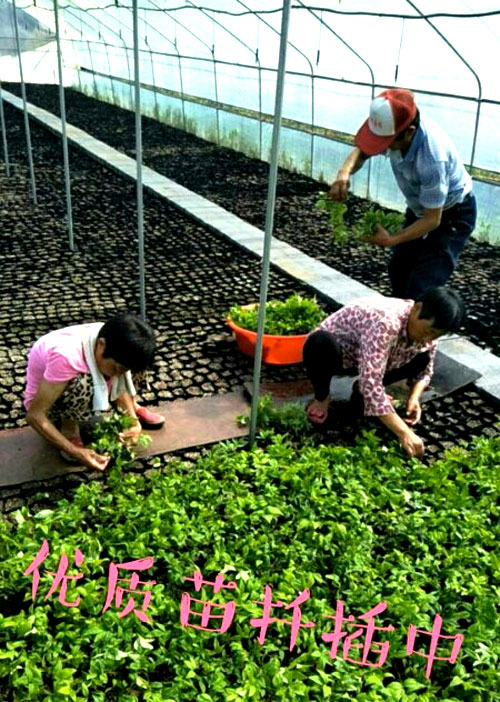 夏日來臨，當你吹空調(diào)喊熱的時候，讓我?guī)阋黄鹱哌M東楓園林體驗一下東楓人高溫下工作不一樣的夏日風采