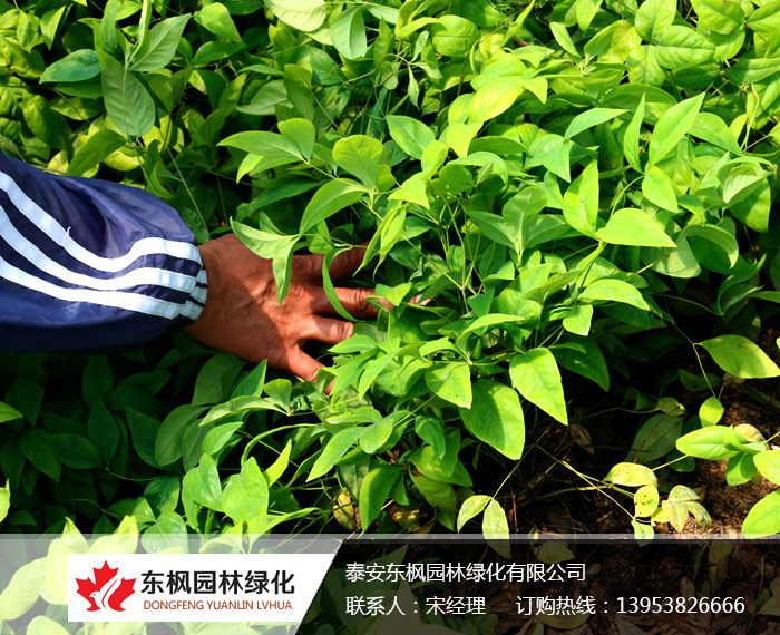 彩色地被植物——‘東方紅’南天竹