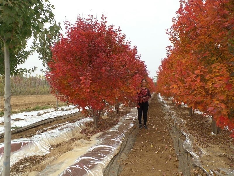 彩色苗木之王—美國紅楓，還能紅多久？