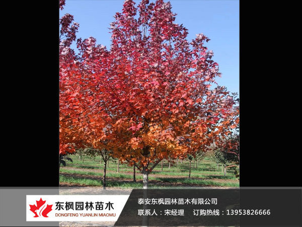 紅點(diǎn)紅楓