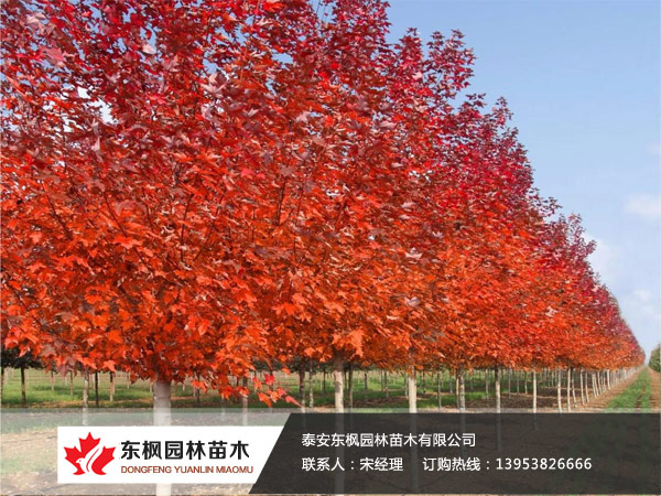 紅點(diǎn)紅楓