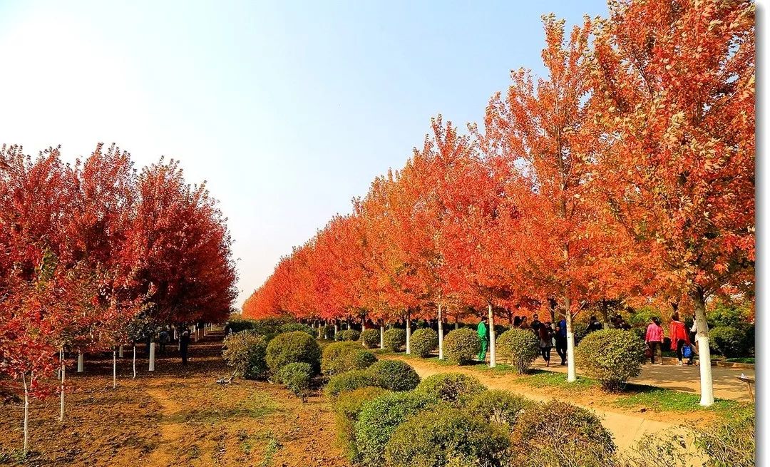 它，秋之嬌子——美國紅點紅楓