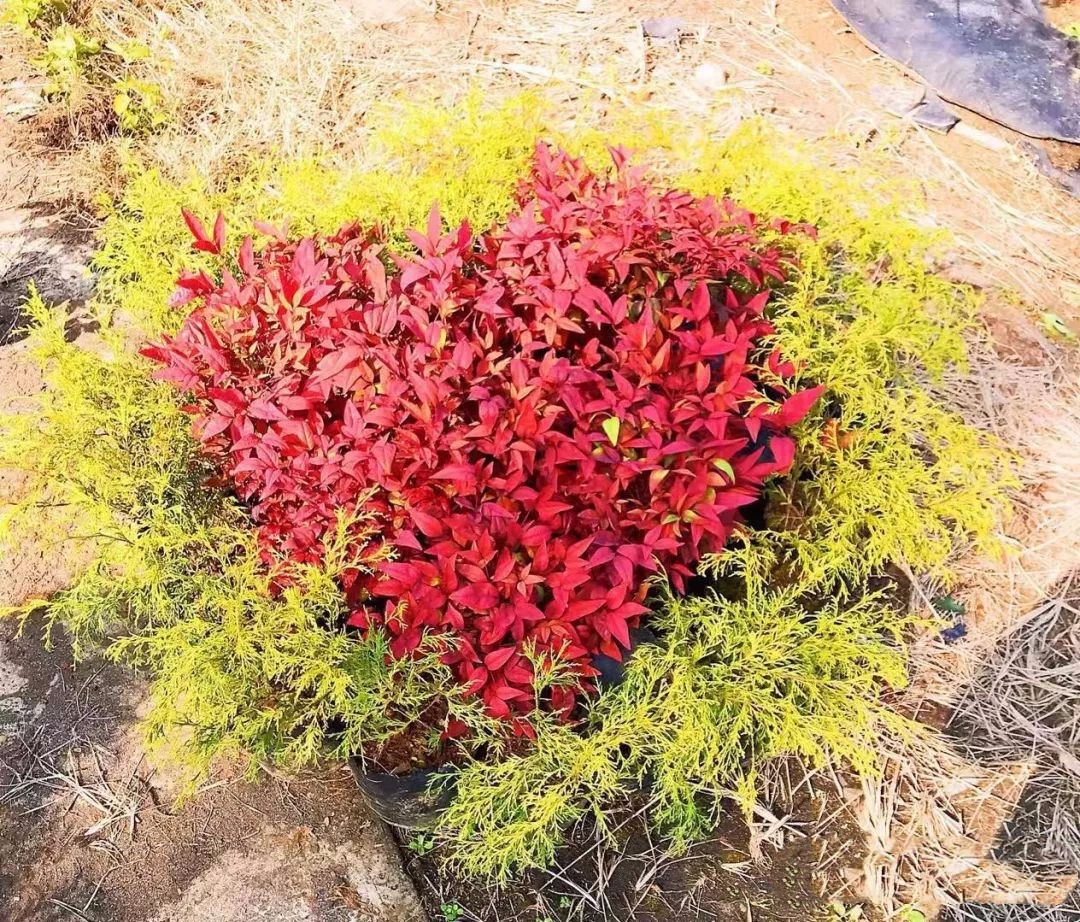 凌霜傲雪，夏透碧翠；近凝眸，紅光瀲艷，精神抖擻------火焰南天竹