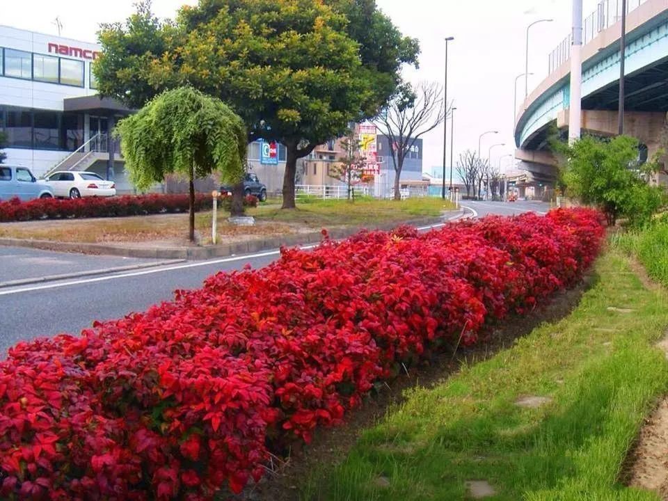 凌霜傲雪，夏透碧翠；近凝眸，紅光瀲艷，精神抖擻------火焰南天竹