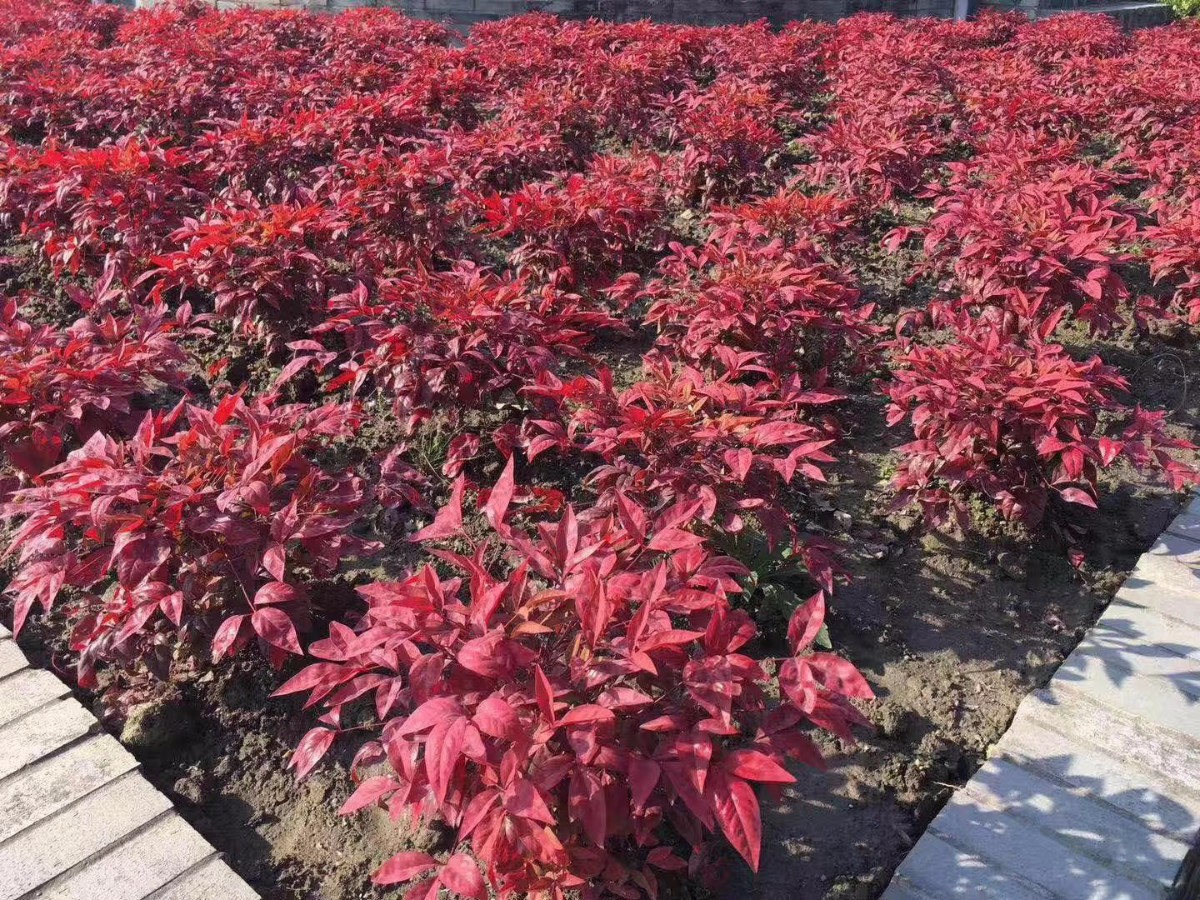 凌霜傲雪，夏透碧翠；近凝眸，紅光瀲艷，精神抖擻------火焰南天竹