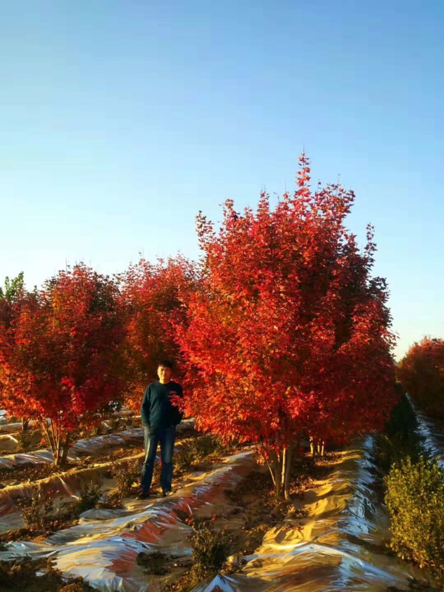 美國(guó)紅楓家族中的 “ 勞斯萊斯 ” ---- 泰安 東楓 “ 叢生紅點(diǎn)紅楓 