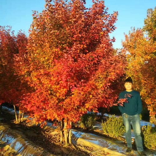  美國紅楓家族中的 “ 勞斯萊斯 ”______泰安東楓“叢生美國紅楓”