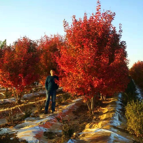 叢生多桿苗木市場需求火爆，叢生紅點紅楓正在逐漸走俏……