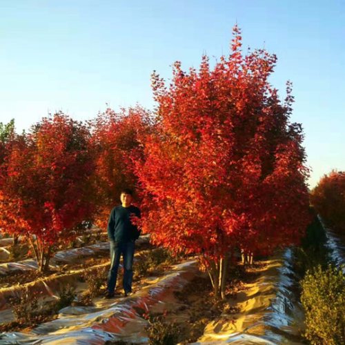 叢生多桿苗木市場需求火爆，叢生紅點紅楓正在逐漸走俏……