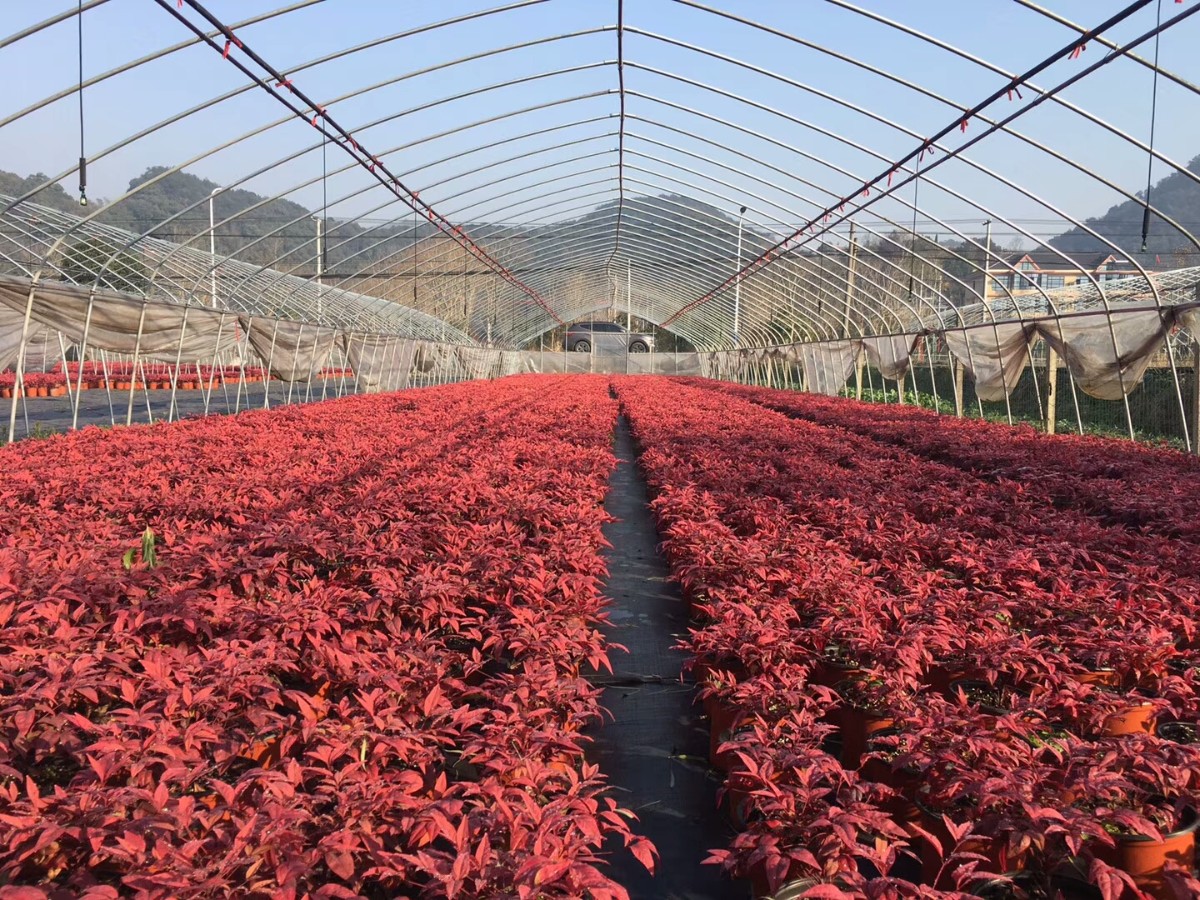 火焰南天竹 | 泰安東楓園林苗木有限公司