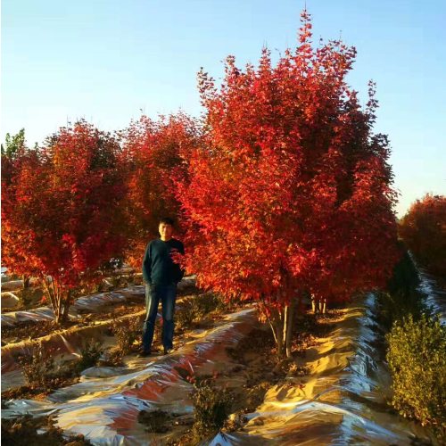 紫薇花瓶|火焰南天竹|叢生紅點紅楓——泰安東楓園林